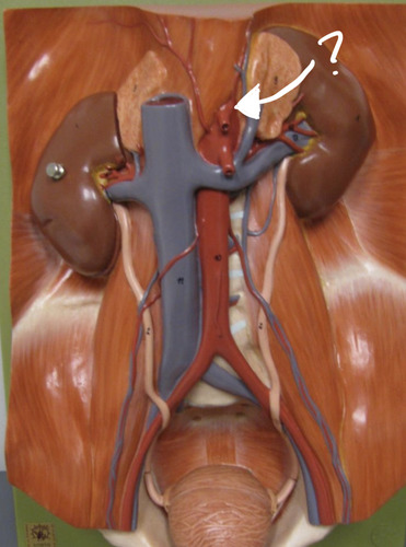 <p><span>branching off of the abdominal aorta</span></p>
