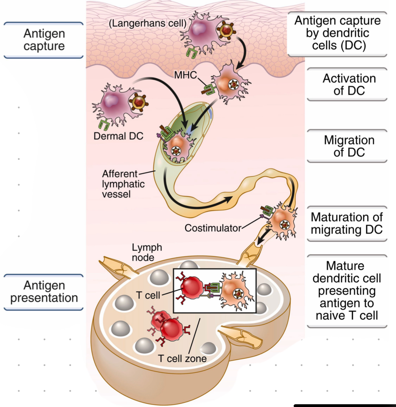 <p>DCs are strategically located in periphery where they capture antigens, become activated, and migrate to lymph node where they present antigen to naive T cell</p>