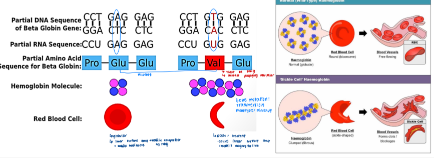 <p>Physical Example<br>– change in amino acid sequence causes the hemoglobin to crystalize at low O<sub>2</sub> levels.</p>