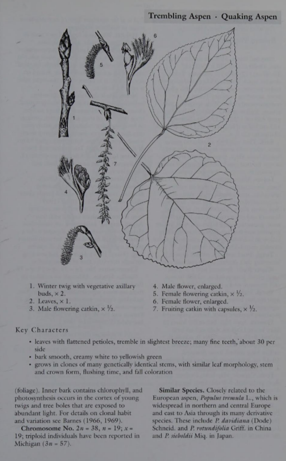 <p>Family: Salicaceae</p><p>Physiognomy: Nt tree</p><p>Common Name: Quaking Aspen</p><p>Leaf: Alternate simple, ovate to orbicular, finely serrate</p>