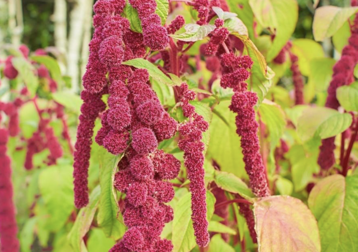 Flower 165