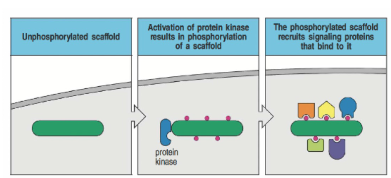 <p>An unphosphorylated scaffold undergoes phosphorylation by a protein kinase, which allows it to recruit additional signaling proteins. These proteins dock onto the scaffold via specific domains, such as SH2 and SH3, which recognize phosphate groups or proline-rich sequences. This assembly facilitates the formation of signaling complexes within the cell membrane, enabling further downstream signaling.</p>
