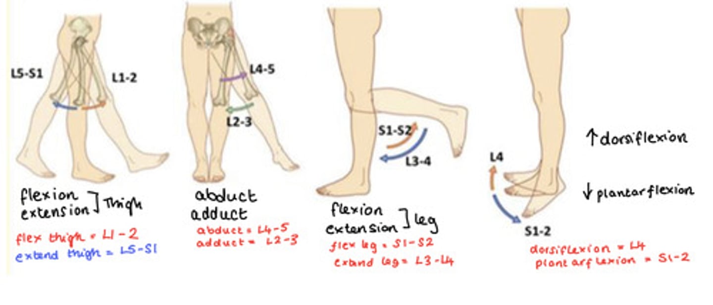 <p>Flexion &amp; Extension of Thigh</p><p>Flexion = L1-2</p><p>Extension = L5-S1</p><p>Abduction &amp; Adduction of Thigh</p><p>Abduct = L4-5</p><p>Adduct = L2-3</p><p>Flexion &amp; Extension of Leg</p><p>Flexion = S1-2</p><p>Extension = L3-4</p><p>Dorsiflexion &amp; Plantarflexion of Foot</p><p>Dorsi (up) = L4</p><p>Plantar (down) = S1-2</p>