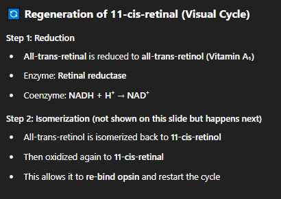<p>The all-trans-retinal is reduced back to all trans retinol after which it can undergo the process of conversion back to 11-cis-retinal</p>