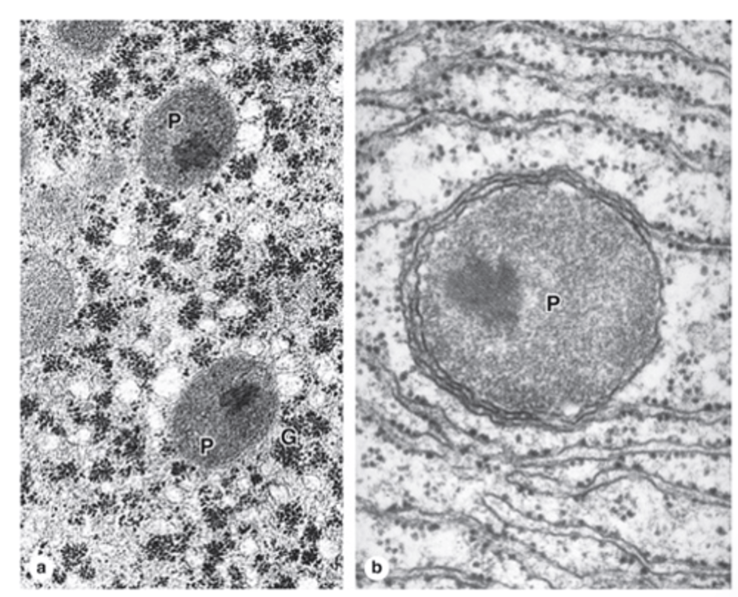 <p>What is the origin of peroxisomes? (2)</p>