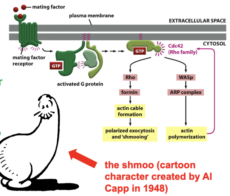 <p>polarized behavior during conjugation. Diffusible mating factor (a or α) (external cue = stimulus) secreted by neighboring yeast cell activates a pathway that triggers the cell to produce a "polarized" response</p><p></p>