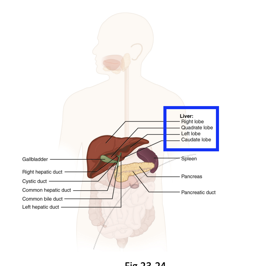 <p>Releases <strong><mark data-color="green" style="background-color: green; color: inherit">bile</mark></strong> into the <em><u>small intestine (duodenum)</u></em>, helping break down fats and eliminate waste products.</p><ul><li><p>Aids Nutrient processing</p></li></ul><p></p>