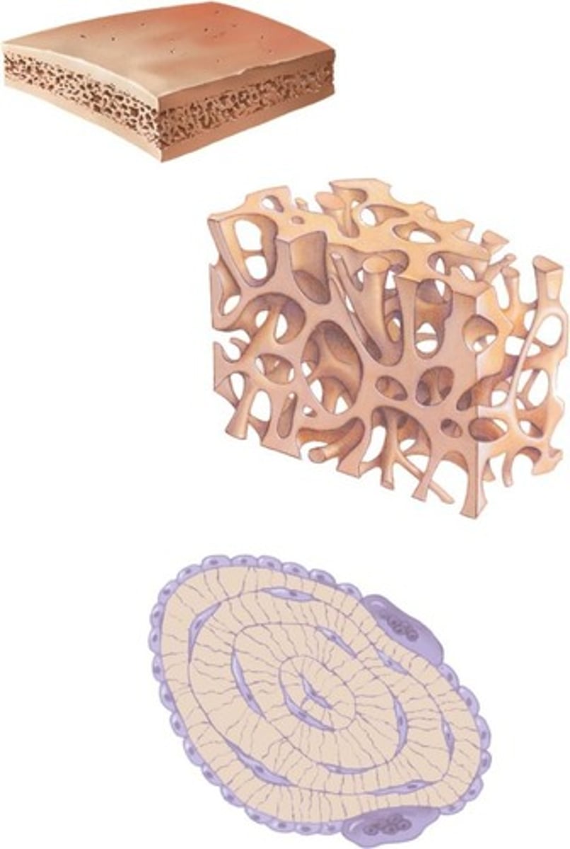 <p>A type of bone that has a porous structure, providing lightweight support.</p>