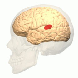 <p>Part of the temporal love involved in understanding speech and language</p>