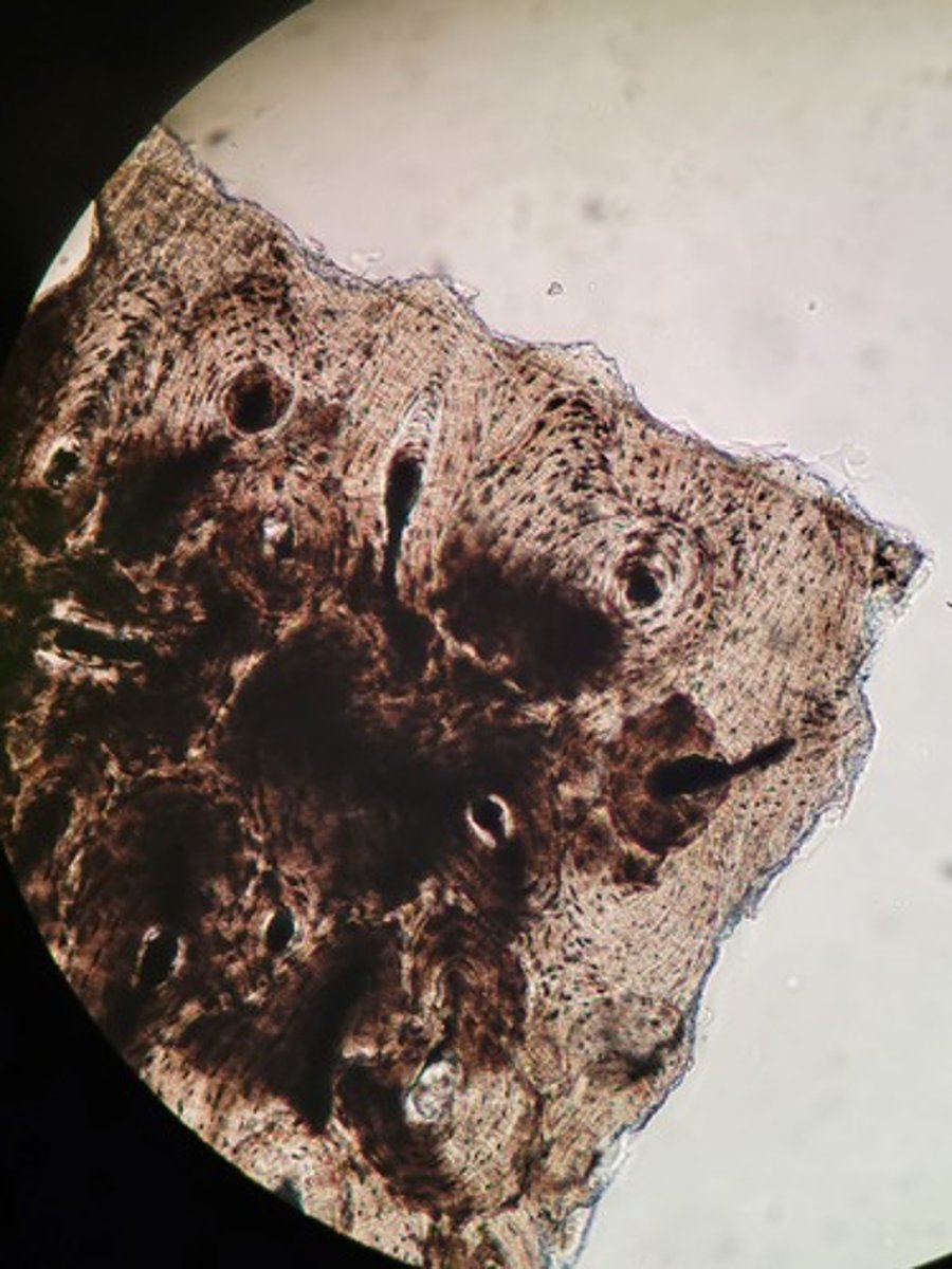<p>Identify Tissue Type</p>