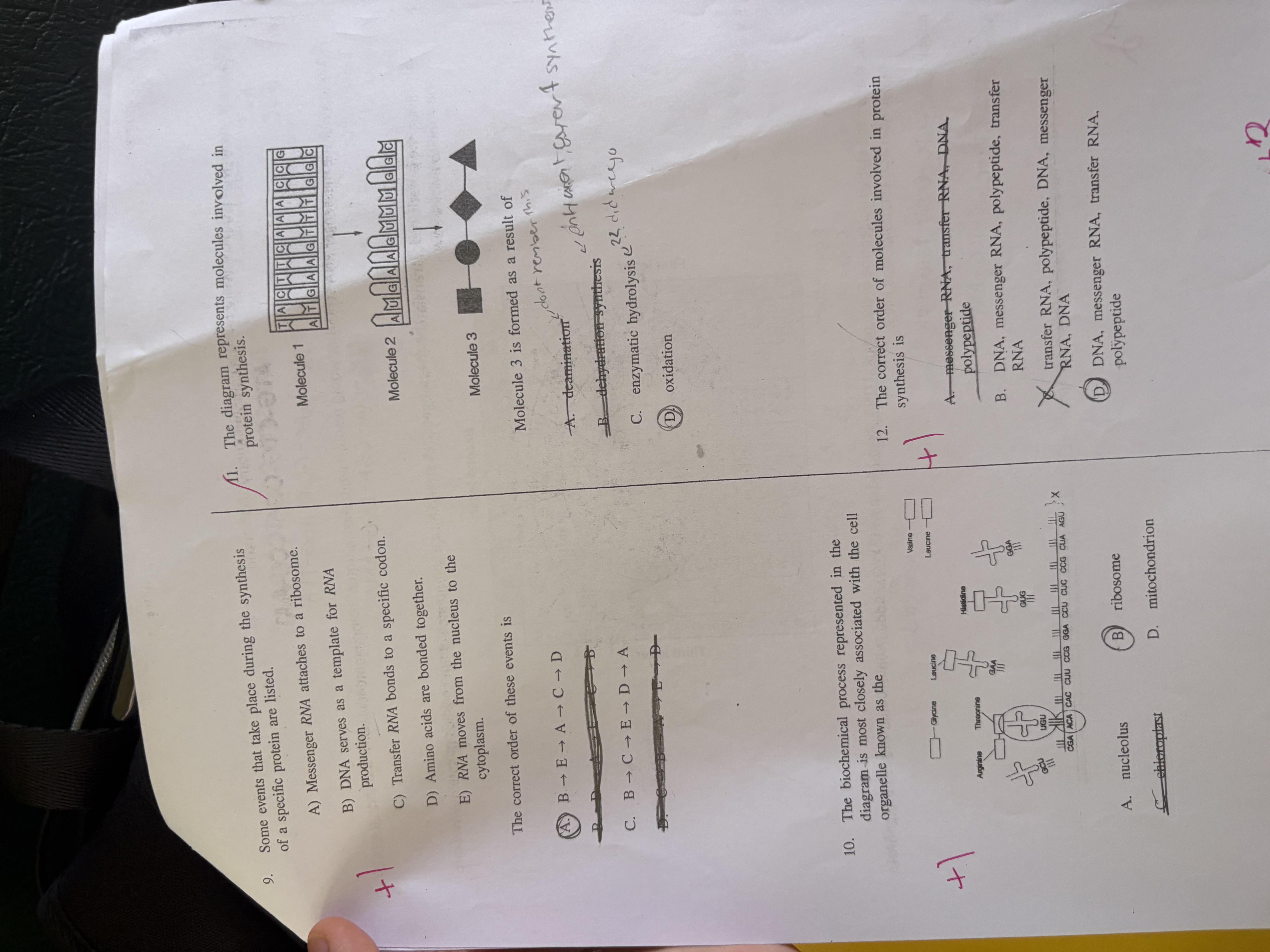<ol start="9"><li><p>What sequence of events occurs during protein synthesis?</p></li></ol>