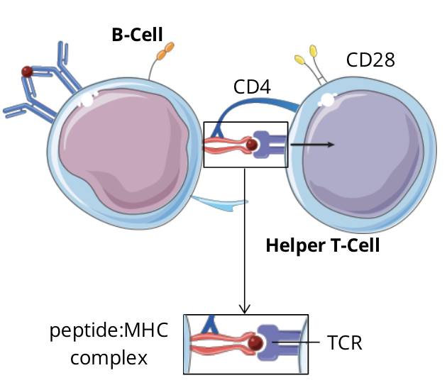 <ul><li><p>the specific TCR complex and CD4 coreceptor on the T cell recognizes and binds to the peptide:MHC II complex expressed on the B cell</p></li></ul><p></p>