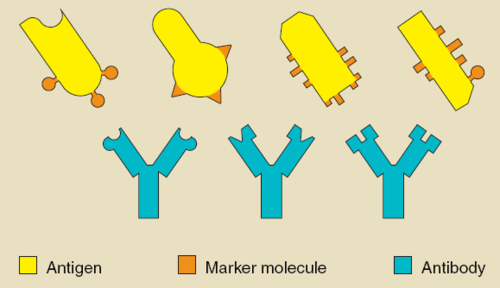 <p>Protein that is produced by B cell that attaches to a specific antigen.</p>
