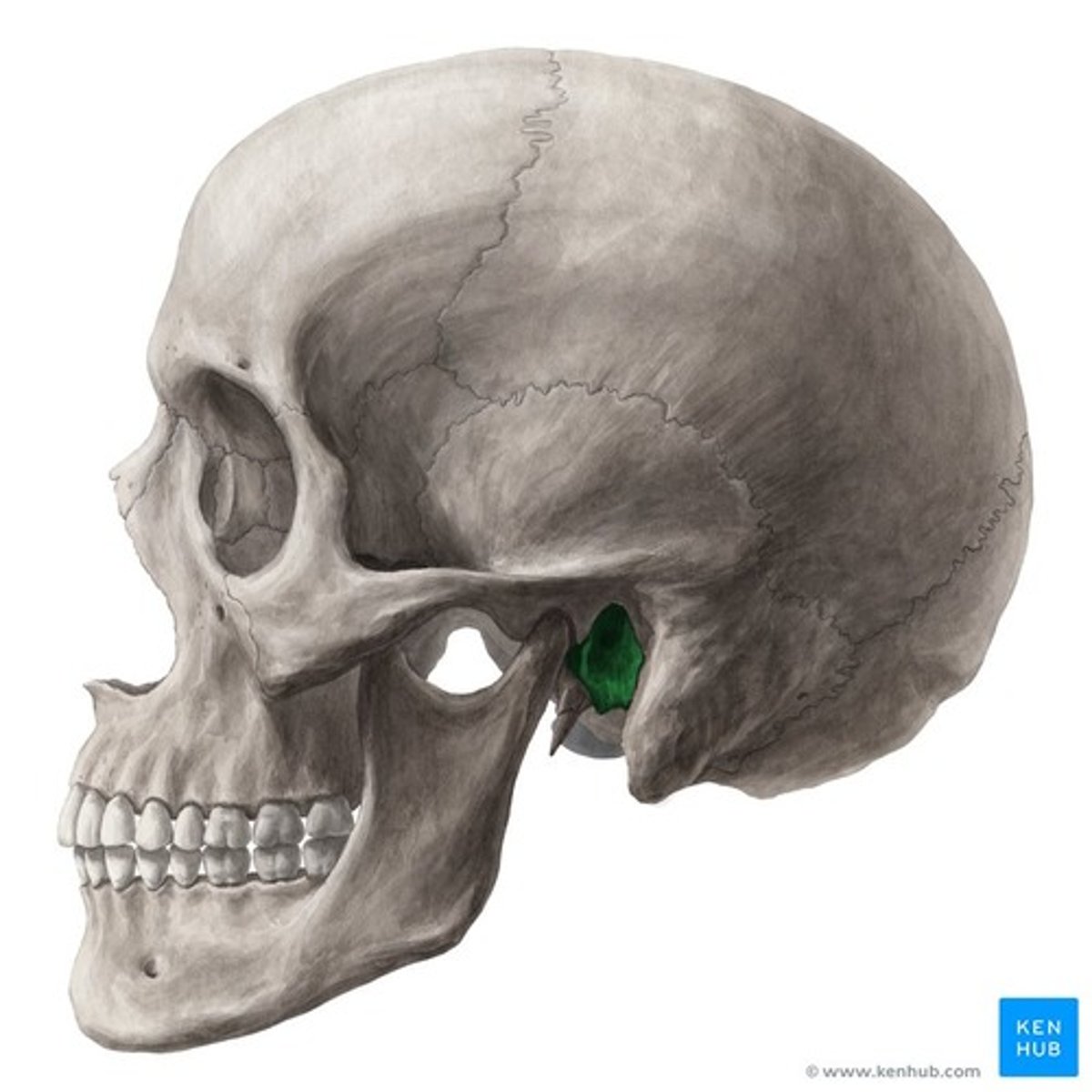 knowt flashcard image