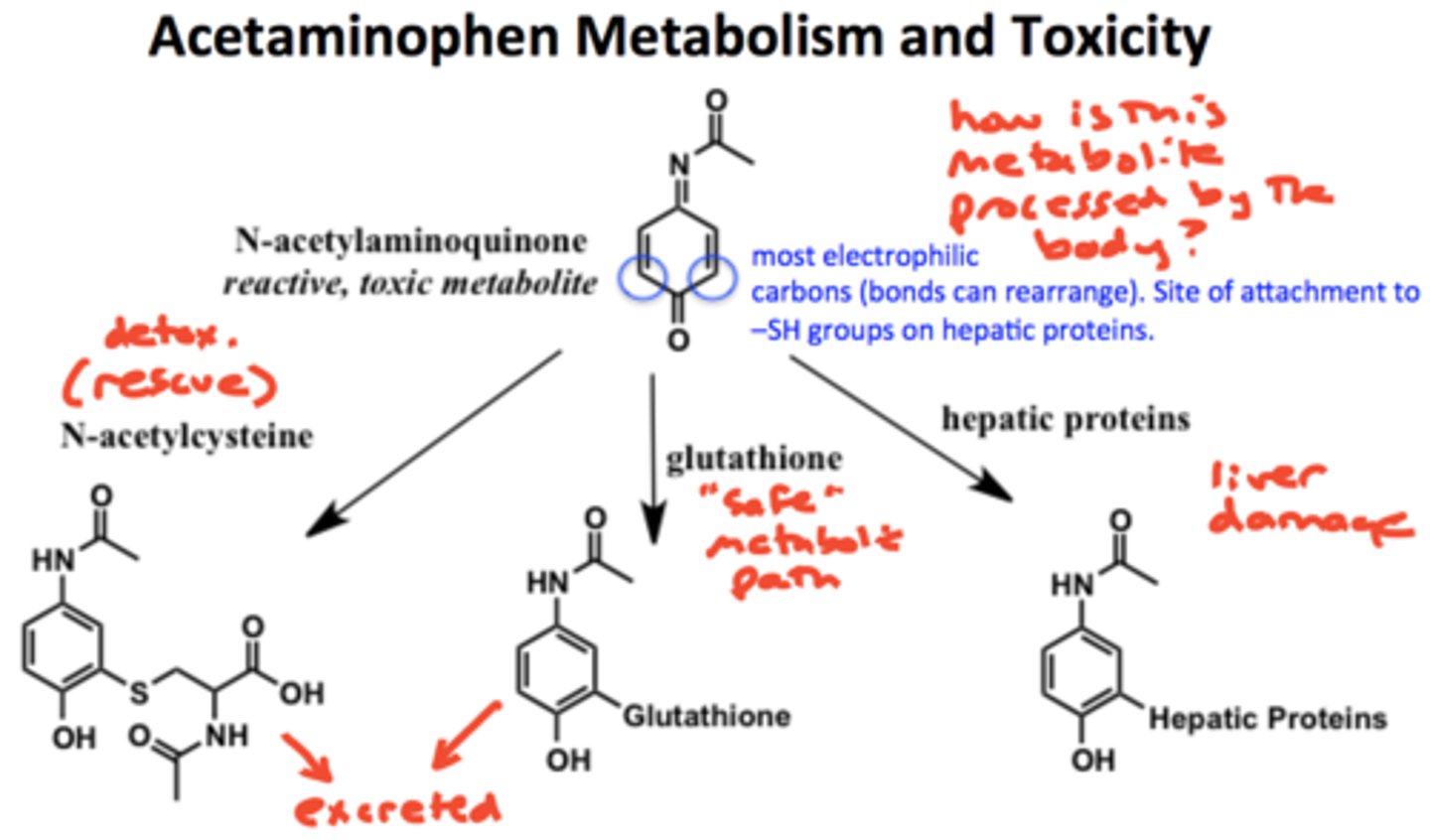 <p>via CYP2E1 and CYP3A4= forms NAPQI (N-acetyl-p-benzoquinoneimine)= VERY ELECTROPHILIC/ toxic</p><p>-NAPQI is detoxified via glutathione</p>