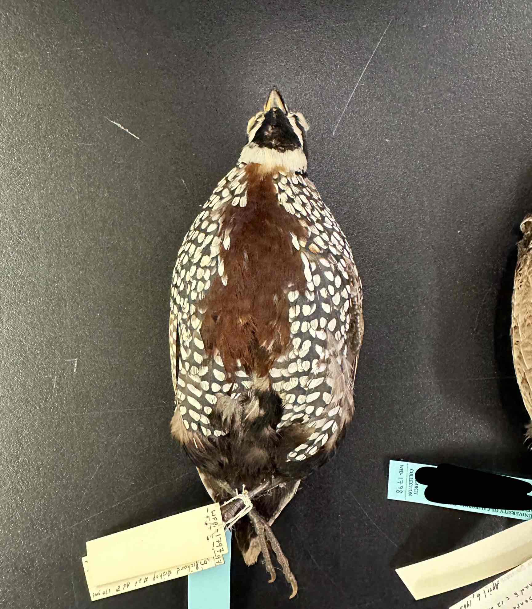 <p>genus &amp; common name</p>