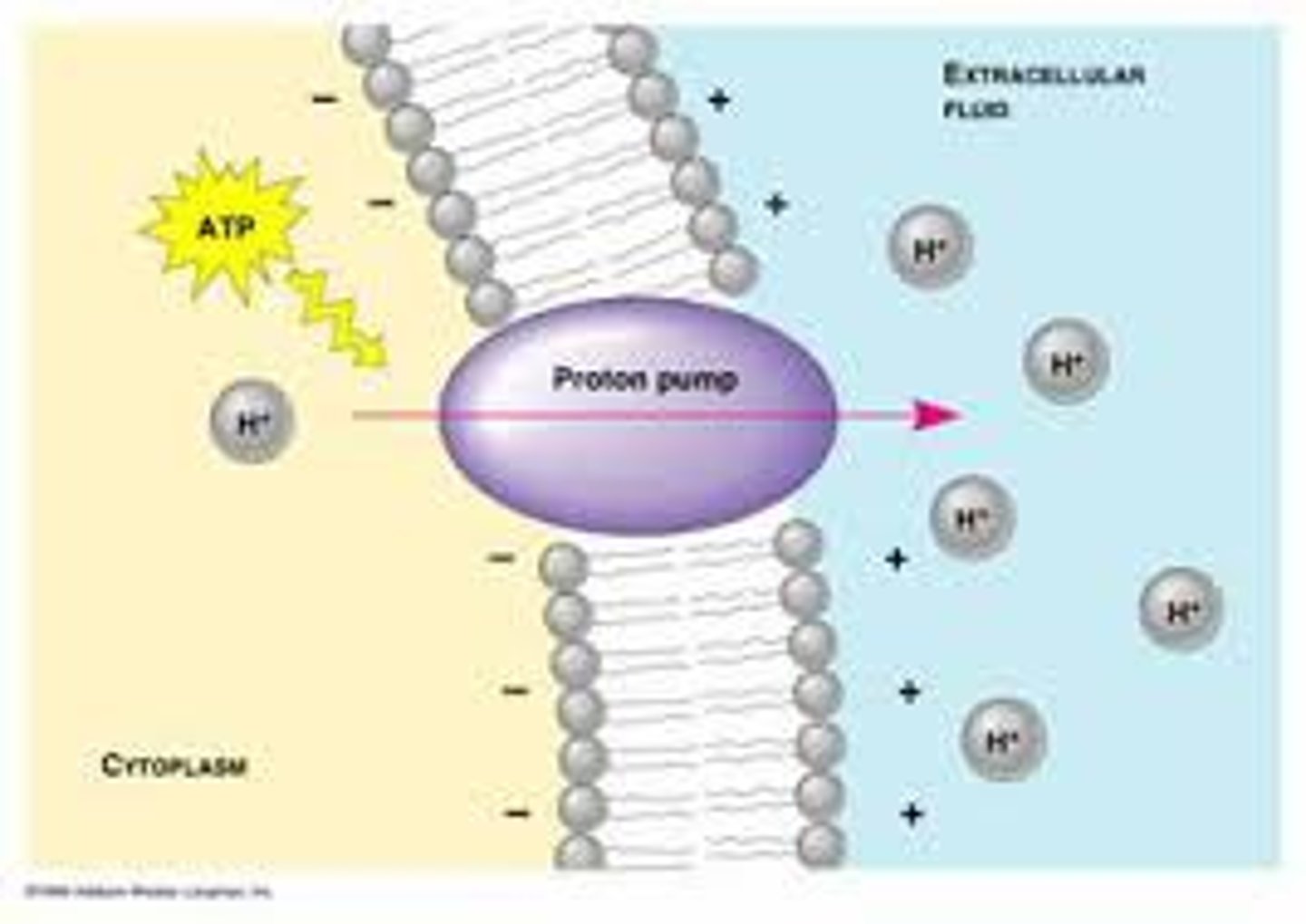 <p>- Requires use of energy to transport</p><p>- Moving materials AGAINST concentration gradient (LOW TO HIGH)</p>