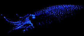 <p>What kind of Coloring is this creature doing? What does it do +what causes it?</p>