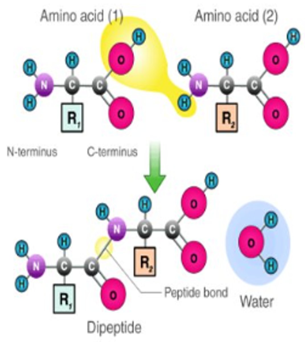 <p>By covalently bonding two amino acids together via dehydration synthesis.</p>
