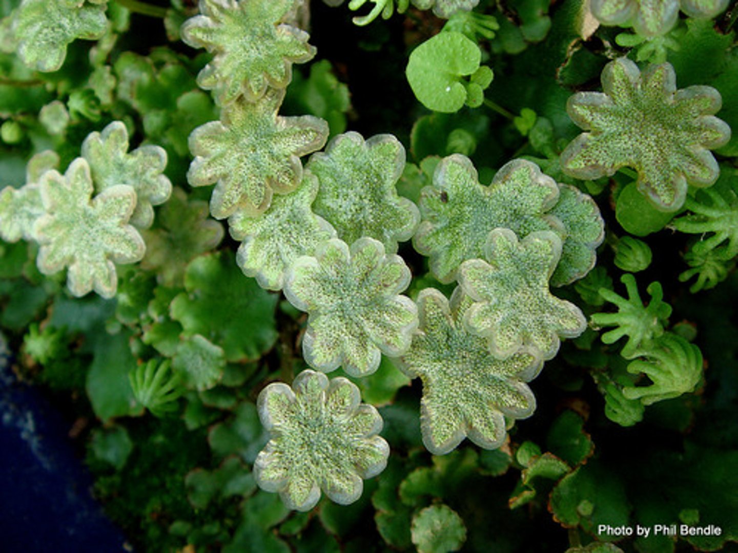 <p>specialized stalks on male plants that bear antheridia (UMBRELLAS in liverworts)</p>