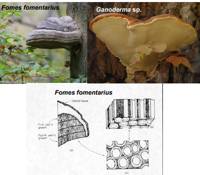 <p>-hymenium eksponowane przez całe życie owocnika<br>-hymenofor rurkowaty ustawiony otworami w dół</p>
