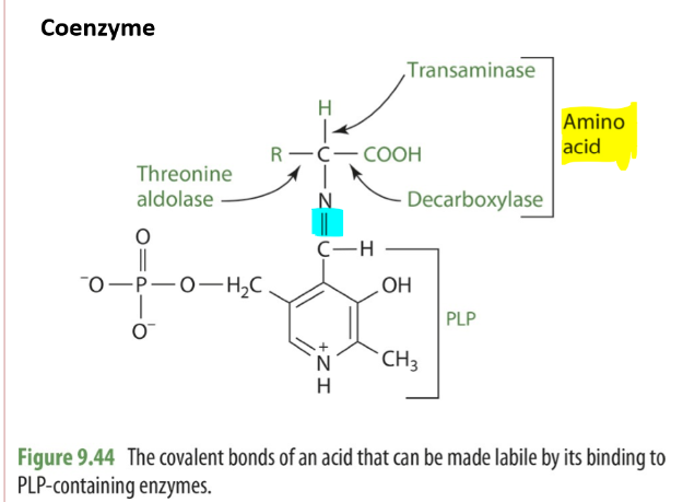 <ul><li><p>Transamination</p></li><li><p>Deamination</p></li><li><p>Decarboxylation</p></li><li><p>Transulfhydration</p></li><li><p>Heme synthesis</p></li><li><p>Tryptophan → niacin</p></li><li><p>Glycogen degradation</p></li><li><p>Transelenation</p></li><li><p>Folate</p></li></ul><p></p><p>PLP as a coenzyme and reactions will attached by a shift based linkage to the amino group on the enzyme’s active site.</p><ul><li><p>Is usually lysine </p></li><li><p>A shift base is a compound where there’s the presence of a double bond linking C and N</p></li></ul>
