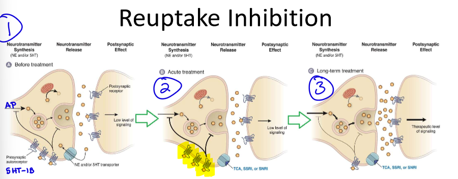 <ul><li><p><strong>OVERALL THEORY: chronic use leads to downregulation of inhibitory autoreceptors</strong></p><ul><li><p><strong>when we take acute treatment—&gt; autoreceptors are flooded and shuts down pre synpase= doesn’t allow NT release DESPITE inhibiting reputake</strong></p></li><li><p><strong>over time—&gt; downregulate autoreceptors and now the synapse can flood with NTs</strong></p></li></ul></li><li><p>other theories: long-term tx may increase transcription factors and growth factors—&gt; leading to neurogenesis (brain growth)</p></li></ul><p></p>