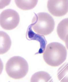 <p><span style="color: rgb(255, 244, 244);"><span>EXTRAcellular - banana-shaped with a thin, whip-like tail (flagellum) used for “swimming”</span></span></p>