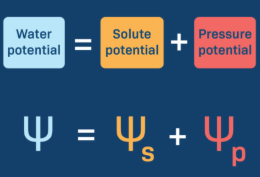<p>water potential= solute potential + pressure potential</p>