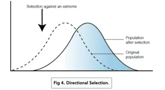 <p>shifts mean value of the phenotype in the direction that the extreme phenotype is favoured by selection. </p>