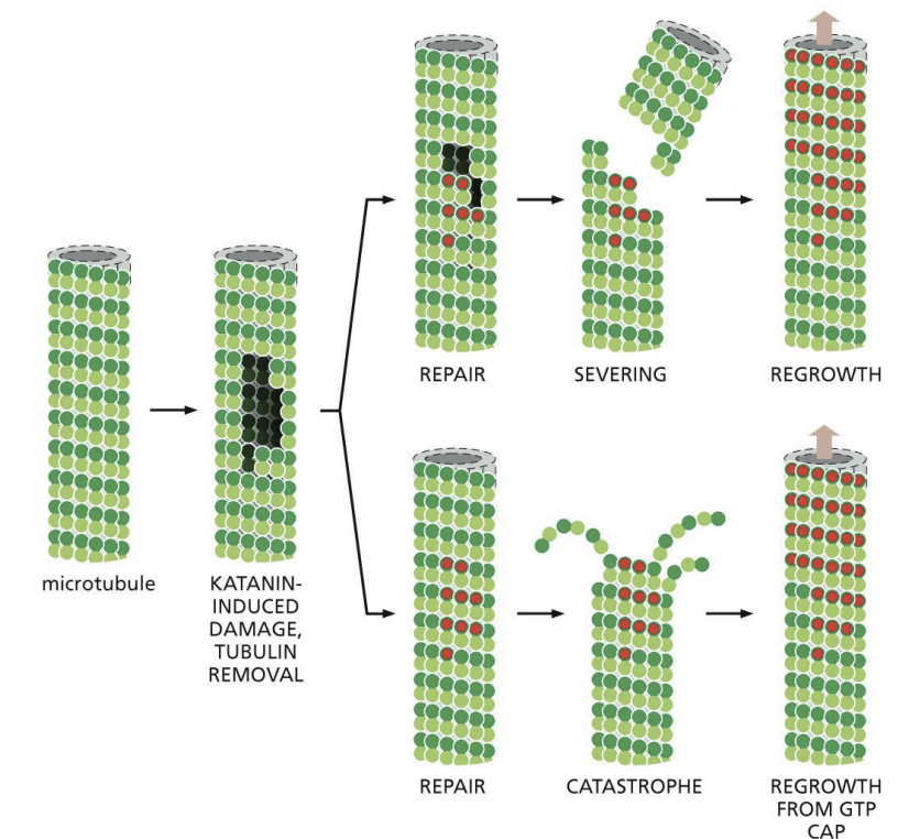 <p>protein that extracts Tubulin subunits out of wall from MT, weakening it to promote breakage</p>