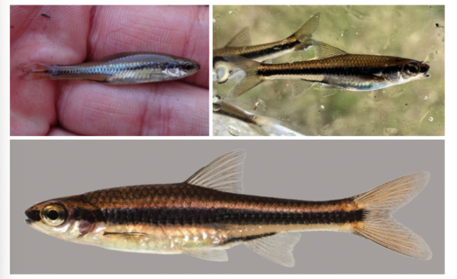 <p>ironcolor shiner</p><p>biggest of small fish</p><p>black line down length of body</p><p>forked tail</p>