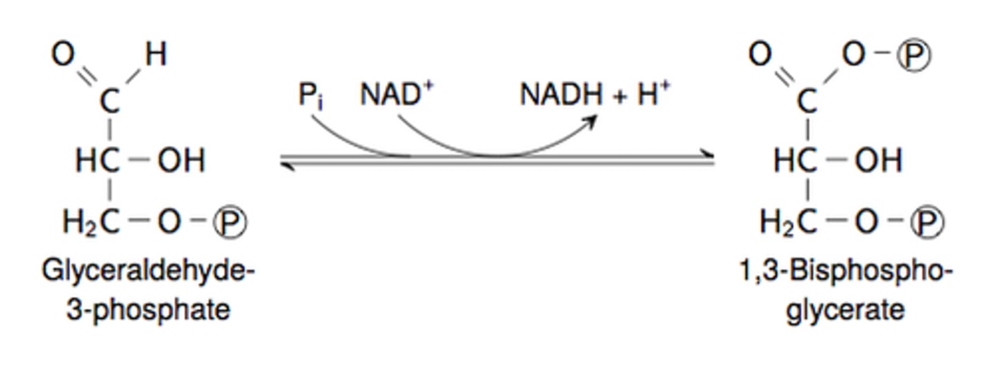 <p>Glyceraldehyde-3-Phosphate Dehydrogenase: it generates NADH and converts GAP into 1,3- Bisphosphoglycerate</p>