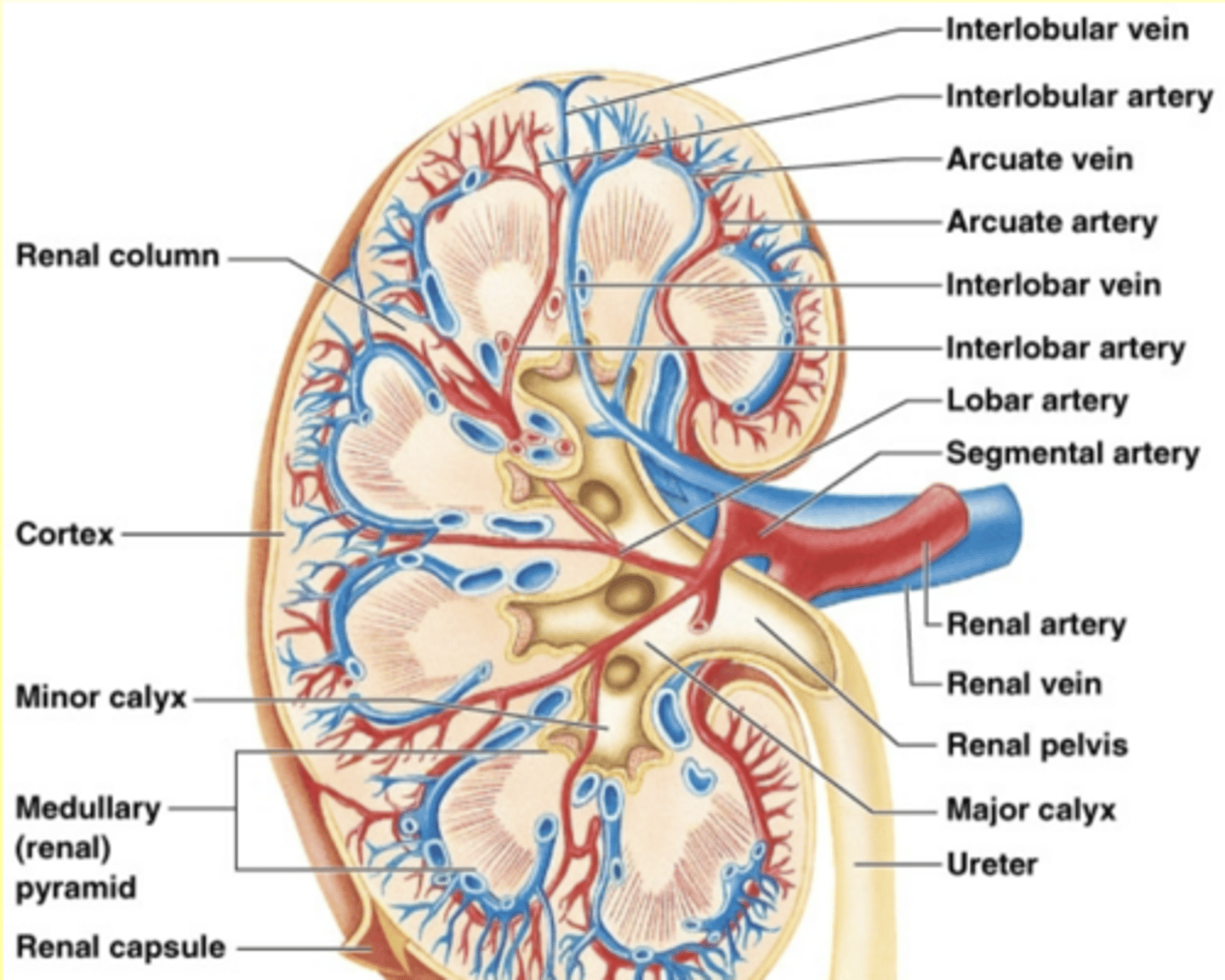 <p>What is the arterial supply to the kidneys? (7)</p>