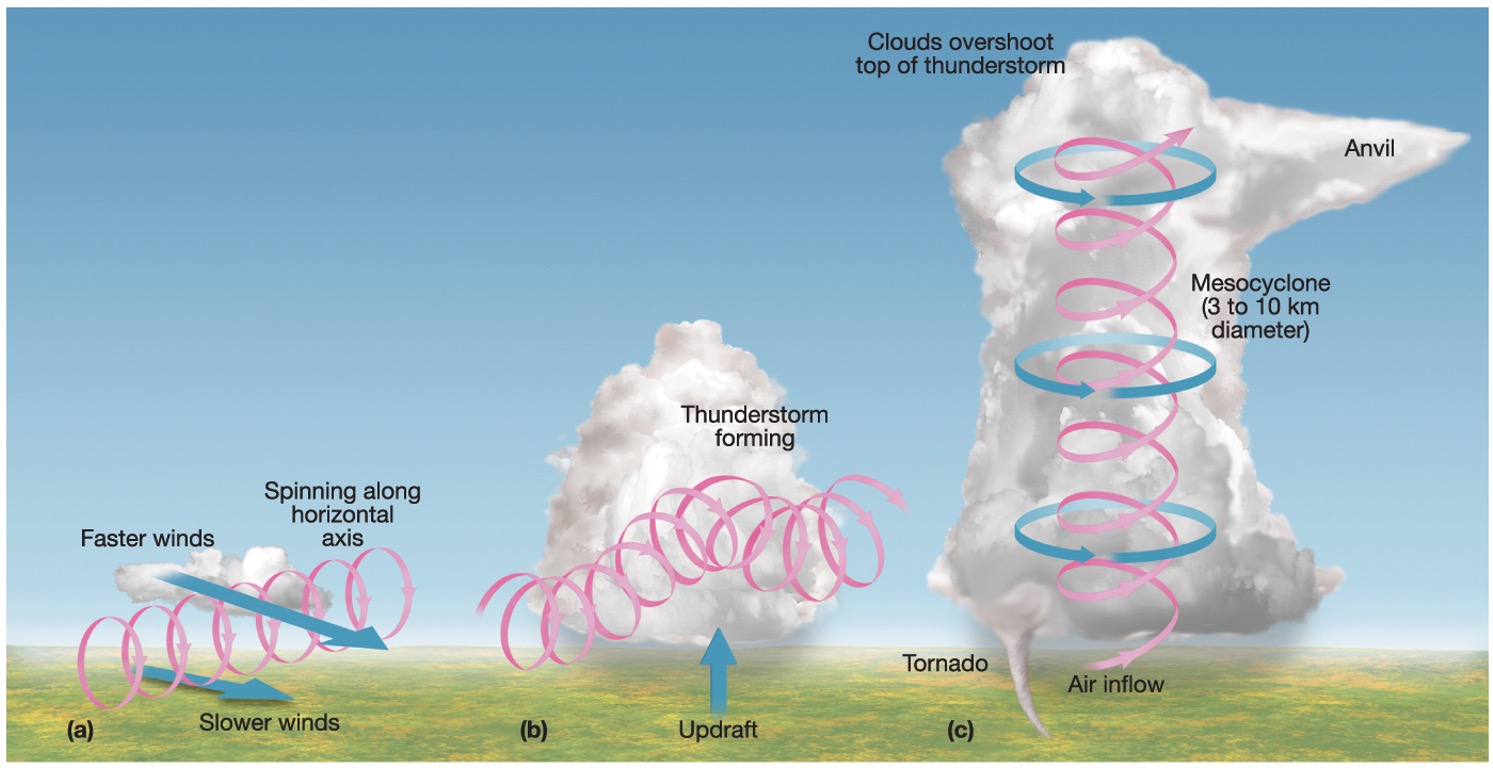 <p><span>Wind is blowing horizontally - starts with a rotating column of air, the wind closest to the ground creates friction between itself and the ground - This air slows down, The wind higher aloft - does not experience this friction and so continues to flow at a faster speed, The air mass begins to roll along like a rolling pin, When this horizontally rolling air mass encounters updrafts that are created by the storms at the front, the axis of rotation shifts to vertical, </span>Now a vertically spinning mass of air is formed - complete with updrafts and thermal energy release, This forms a wall cloud and a mesocyclone, <span>Funnel-shaped clouds</span> that come out of the rotating wall cloud may or may not reach Earth’s surface. <span>These are tornadoes if they do touch down.</span></p>