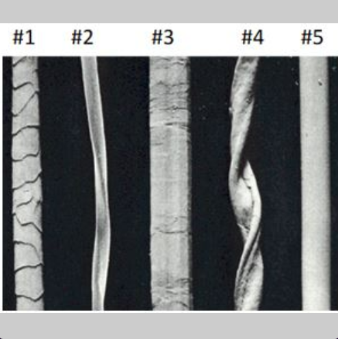 <p><span>What is true about fiber #3?</span></p>