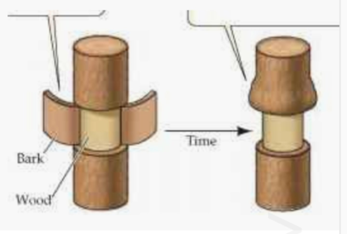 <p>Bark and phloem of a tree are removed leaving just the xylem in the centre.</p>