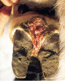 <ul><li><p><span>Caused by bacteria, <em>Fusobacterium necrophorum</em>, that lives in the soil (moist environment)-enters through skin in the interdigital space)</span></p></li><li><p style="text-align: left"><span>Clinical signs: Lameness, inflammation, swelling, and odor</span></p></li><li><p><span><strong>Can be distinguished from deep infection by the fact that it usually causes symmetrical swelling</strong></span></p></li><li><p><span>Responds to antibiotic therapy and environment change</span></p></li><li><p><span>Teatment: Debridement, topical antibacterial agents, foot baths, and management</span></p></li></ul><p></p>