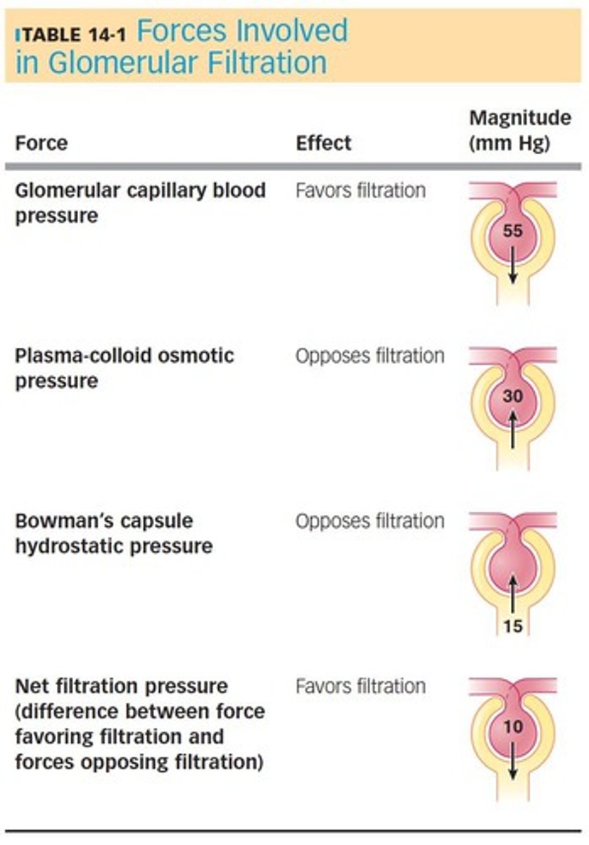 <p>About 20% of the plasma entering the glomerulus is filtered through glomerular capillaries.</p>