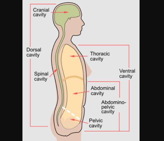 <p class="MsoListParagraphCxSpMiddle"><span>Abdominal cavity: Contains the liver, spleen, stomach, etc</span></p>