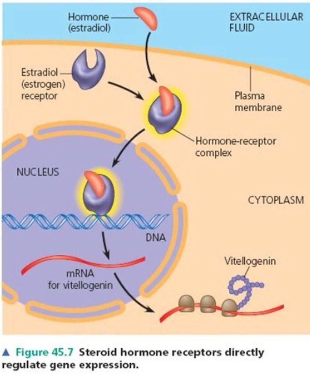 <p>1. They enter their target cells through the phospholipid bilayer (since they are lipids so soluble in other lipids) then the nucleus through the nuclear membrane.</p><p>2. Once inside, they direct the process of transcription, leading to the production of mRNA molecules.</p><p>3. The mRNA molecules travel to the ribosomes via the cytoplasm for translation.</p>