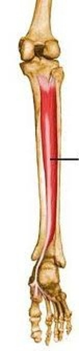 <p>Plantarflexion and inversion of foot</p>
