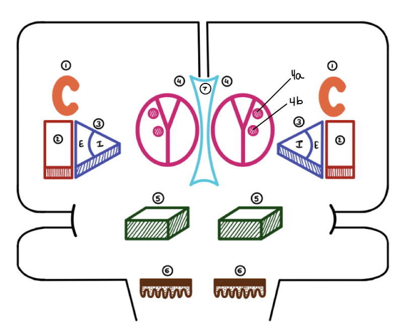 <p>Which basal ganglia structure is labeled 6?</p>