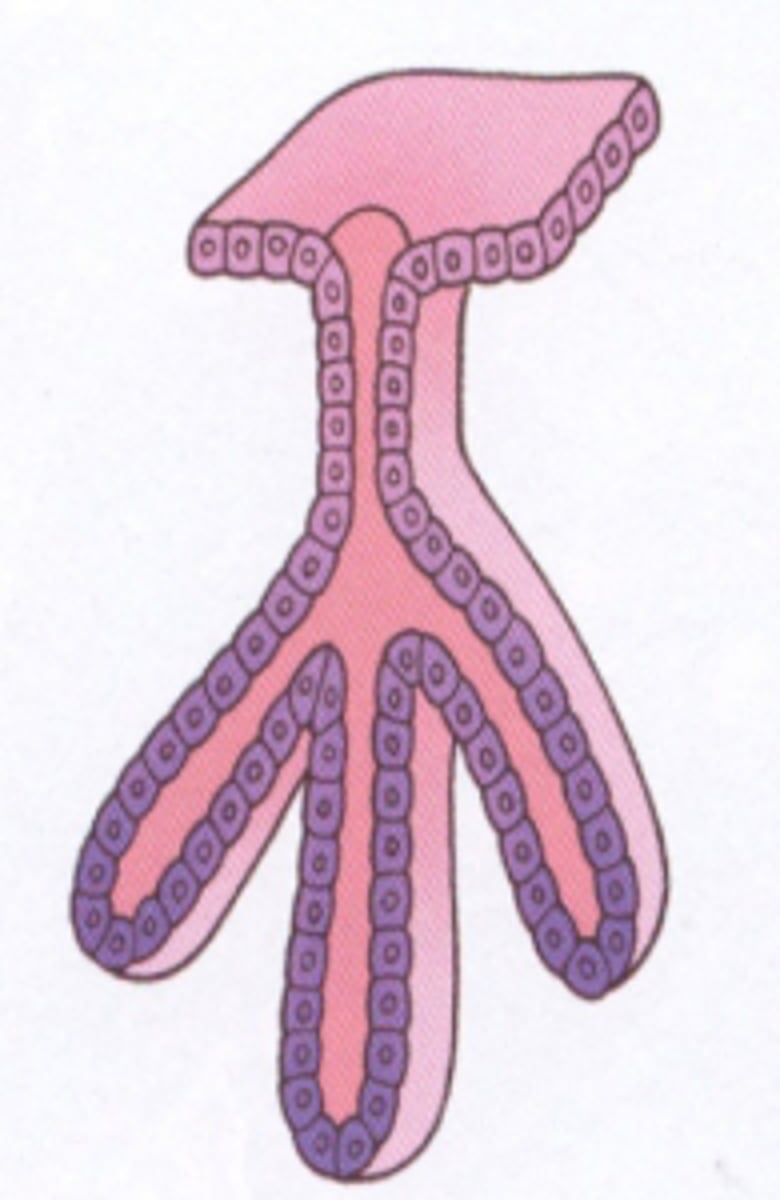 <p>Examples: gastric (stomach) glands</p>