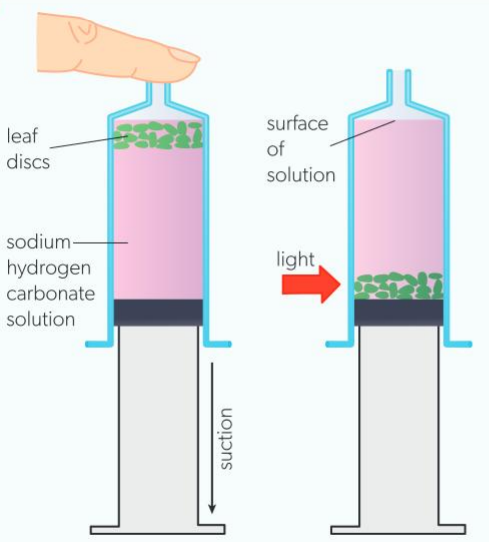 <p>measuring photosynthesis: light intensity </p>