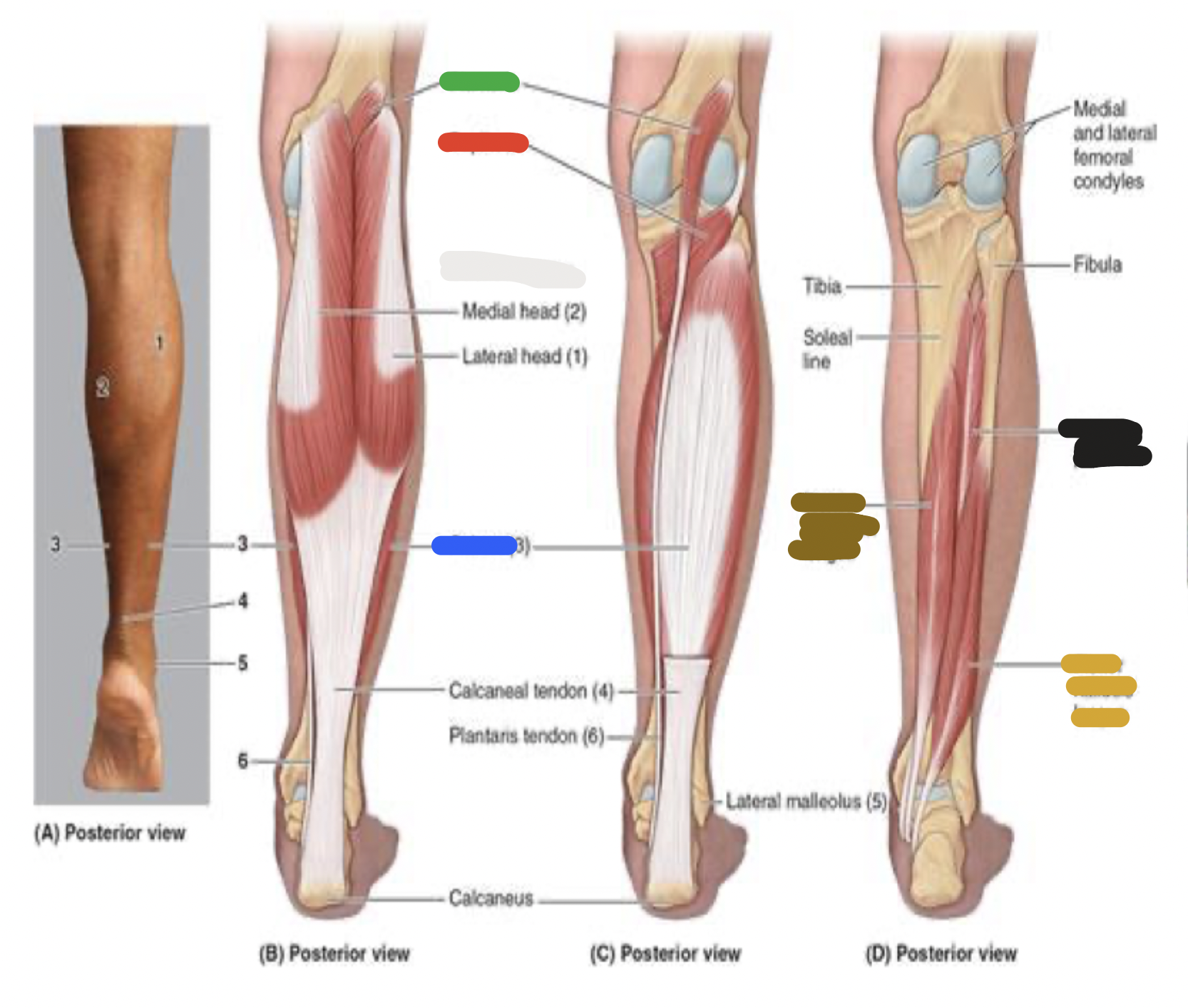 <p>muscles of the posterior leg: green </p>