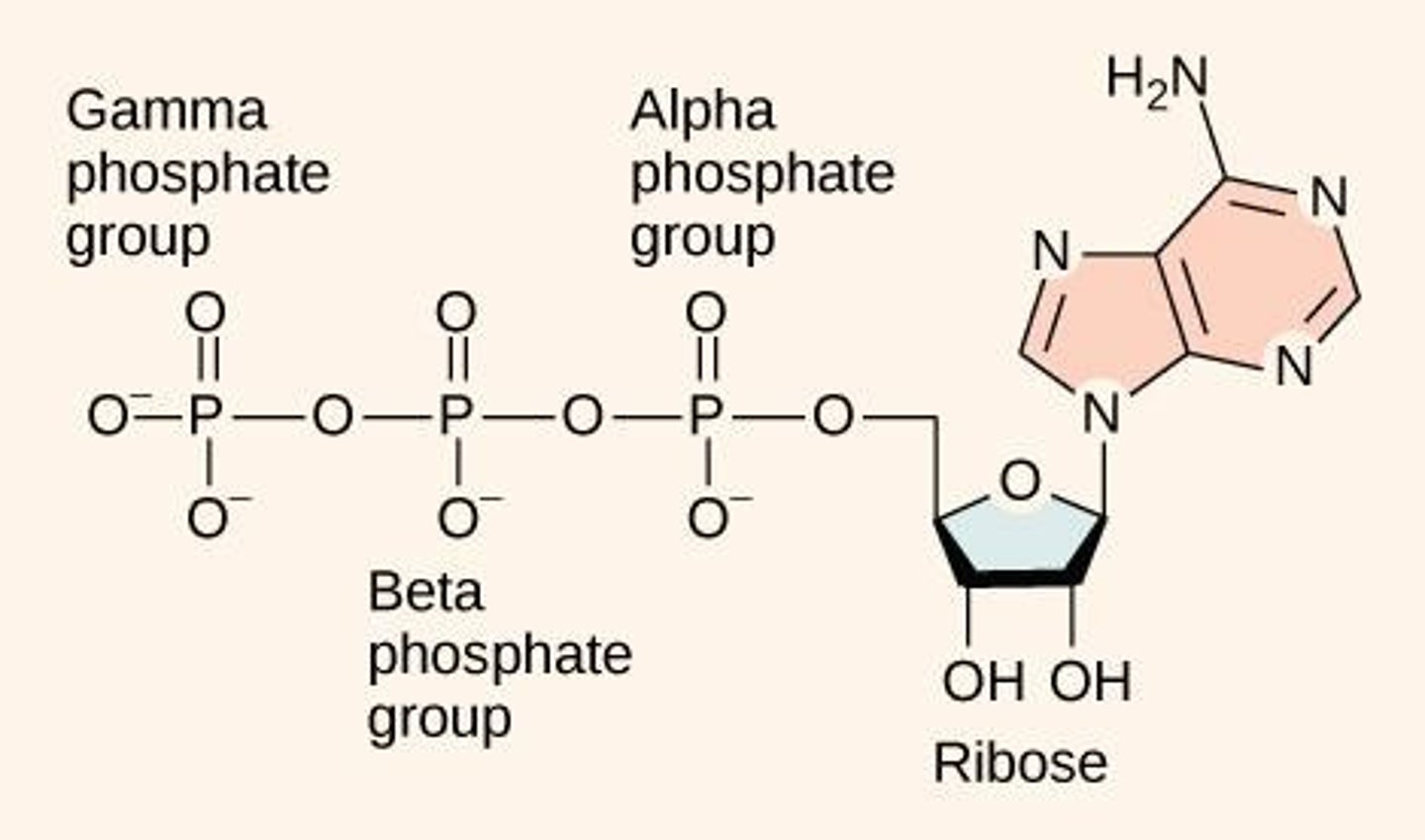 <p>The bonds that link the phosphate groups in ATP; breaking them releases energy.</p>
