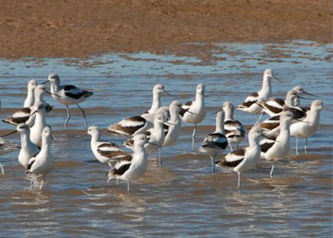 <p>Identify the species shown:&nbsp;</p>