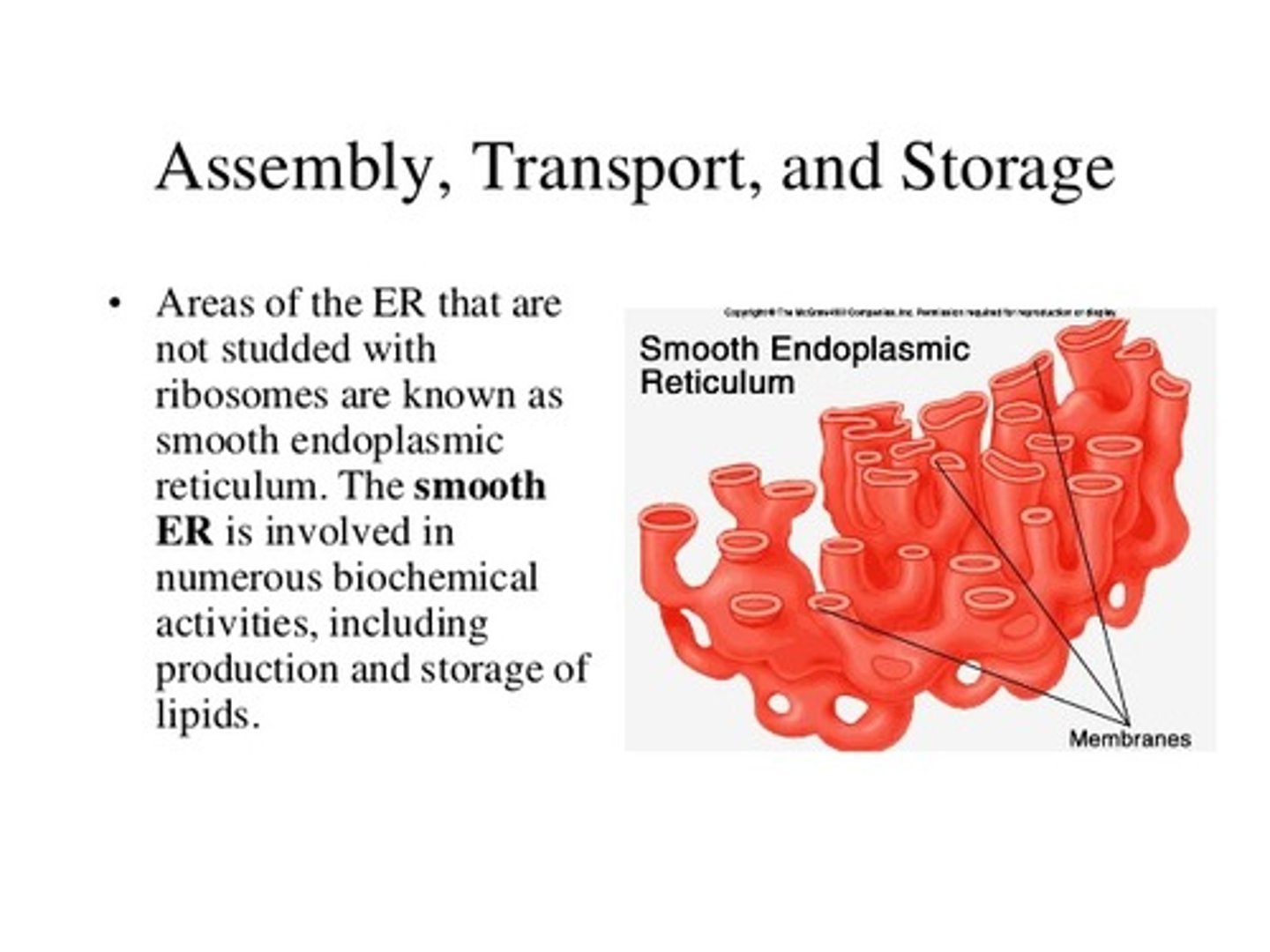 <p>(B) Smooth ER</p><p>In the Smooth ER, fatty acids could be elongated or desaturated.</p>