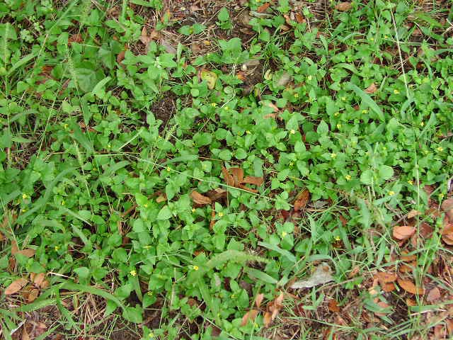 <p>Calyptocarpus vialis</p><p>(Aster)</p>